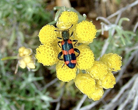 soldier beetle